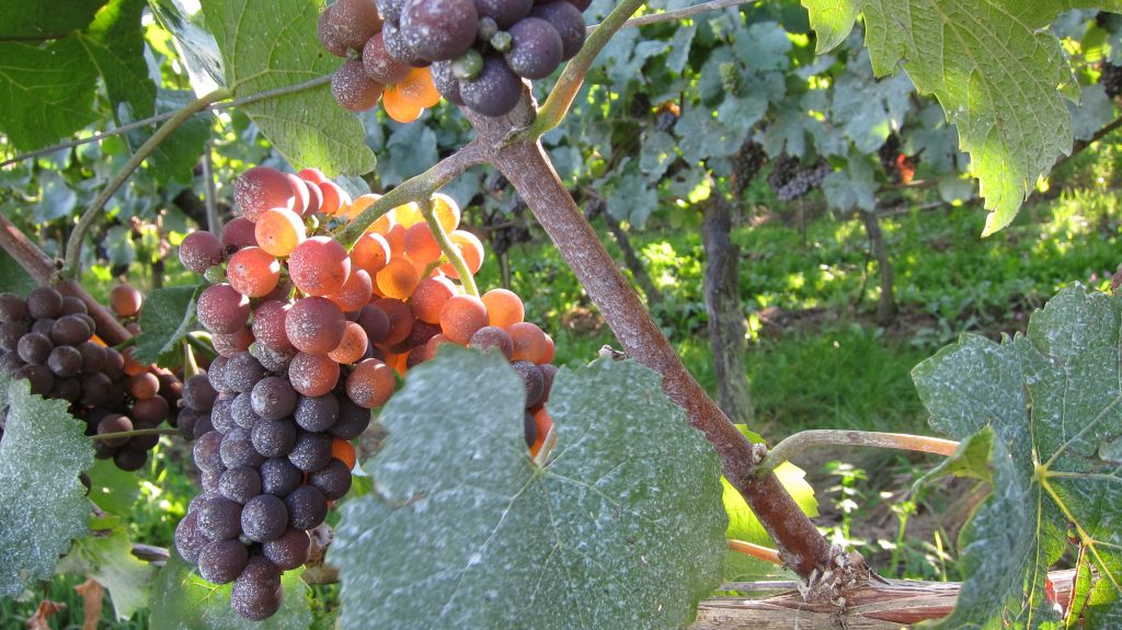 Wanderweg Seegang: Trauben am Wegesrand
