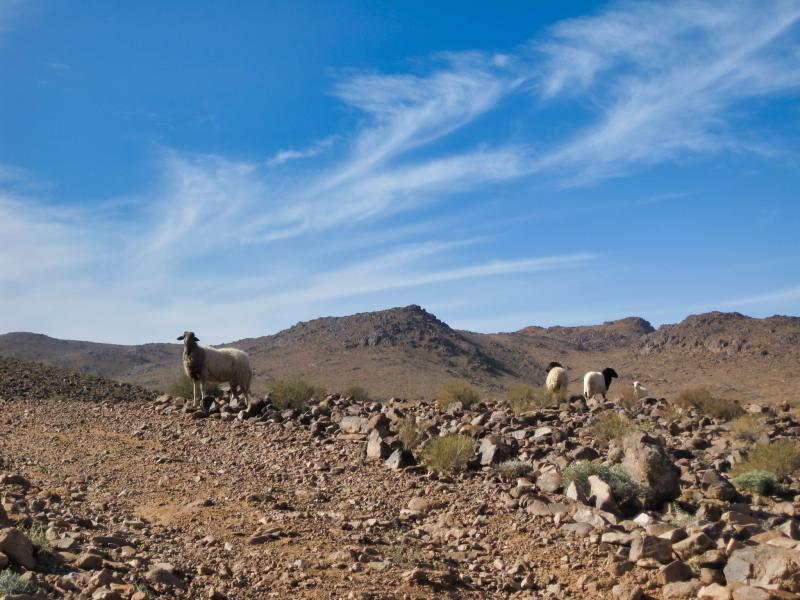 Trekking Djebel Sarhro
